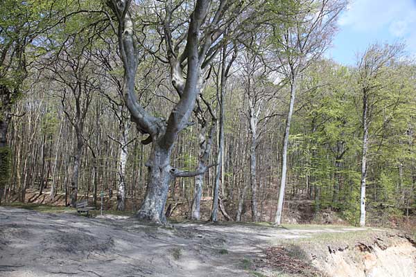 Hochuferweg bei Sassnitz