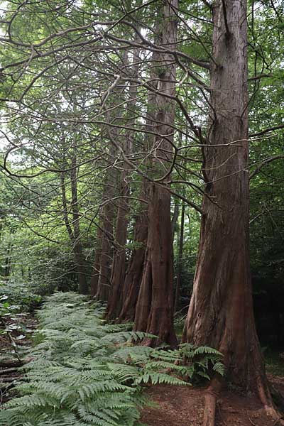 Mammutbäume im Osterwald
