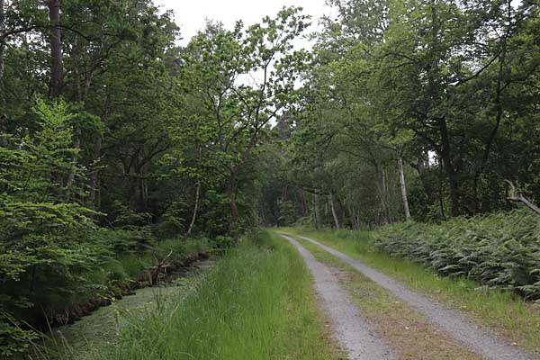 Weg durch den Osterwald